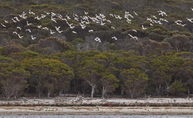 Wildlife officials identified the individual using camera footage.