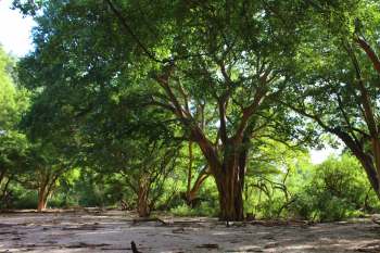 Agroforestry could pull double duty.