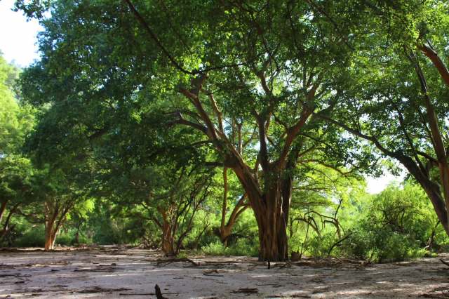 Agroforestry could pull double duty.