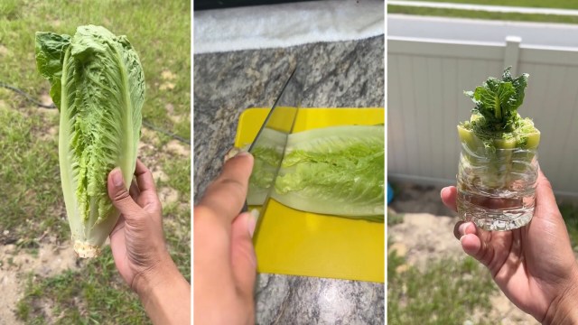 "It's so easy to grow your own food."