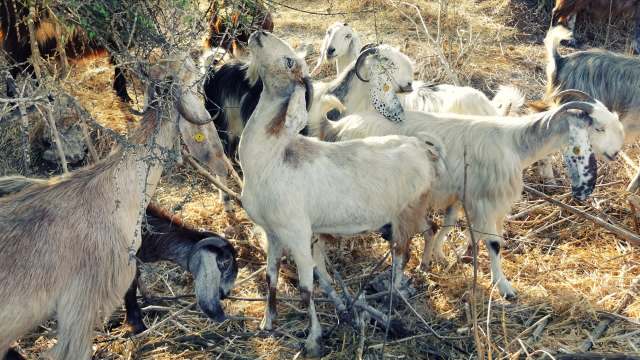 This park maintenance crew might be the greatest of all time.