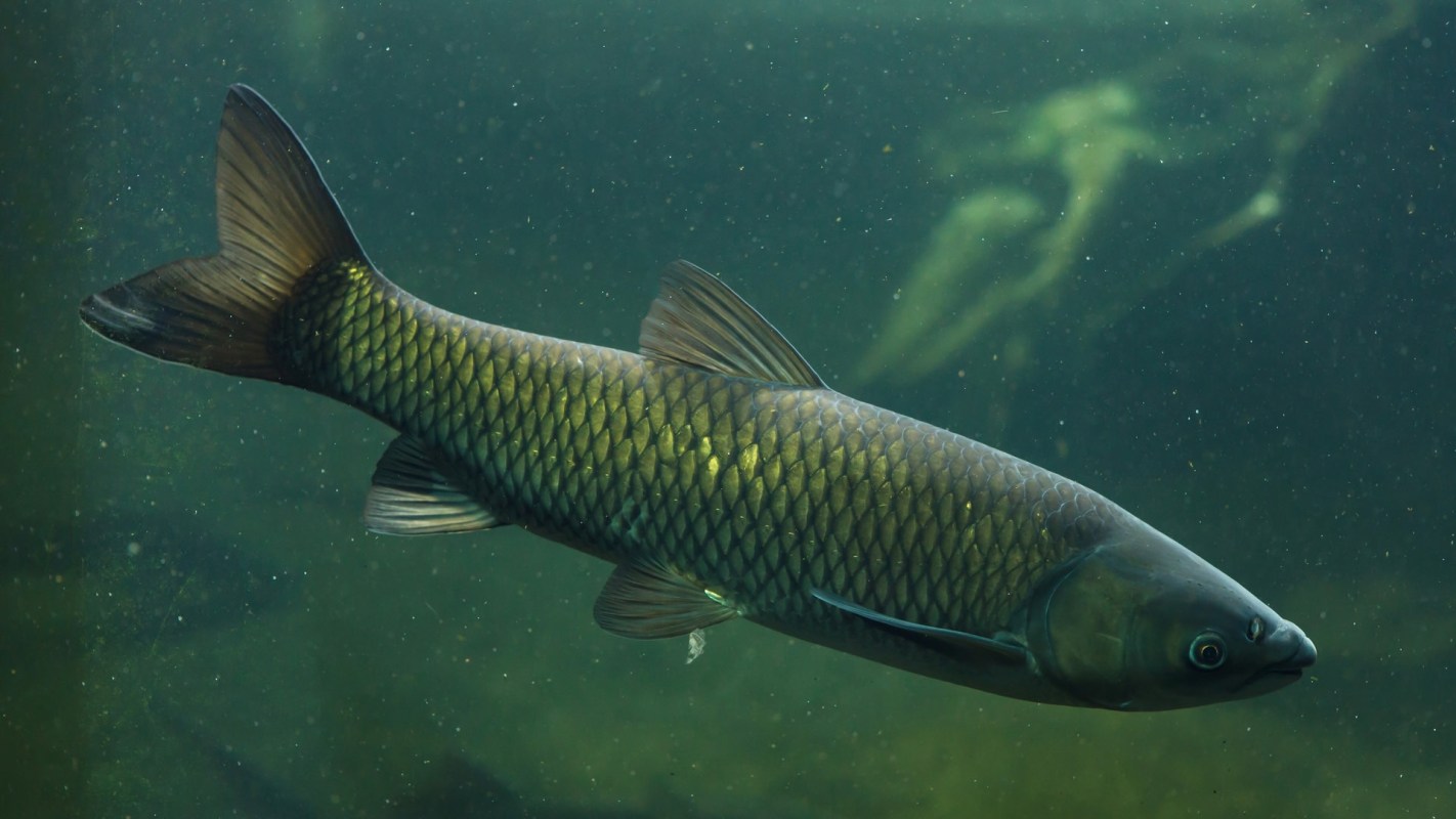 They can eat 40% of their body weight in vegetation every day.