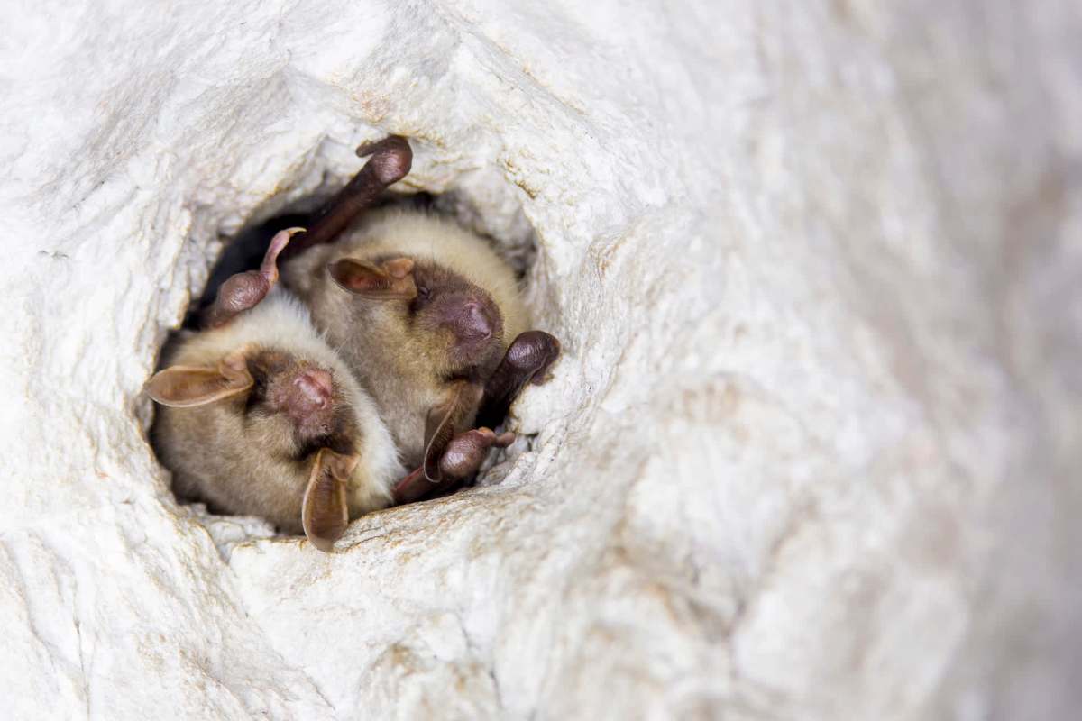 The real sign of hope is that one of the survivors is a breeding female.