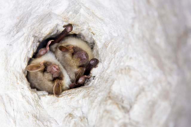 The real sign of hope is that one of the survivors is a breeding female.