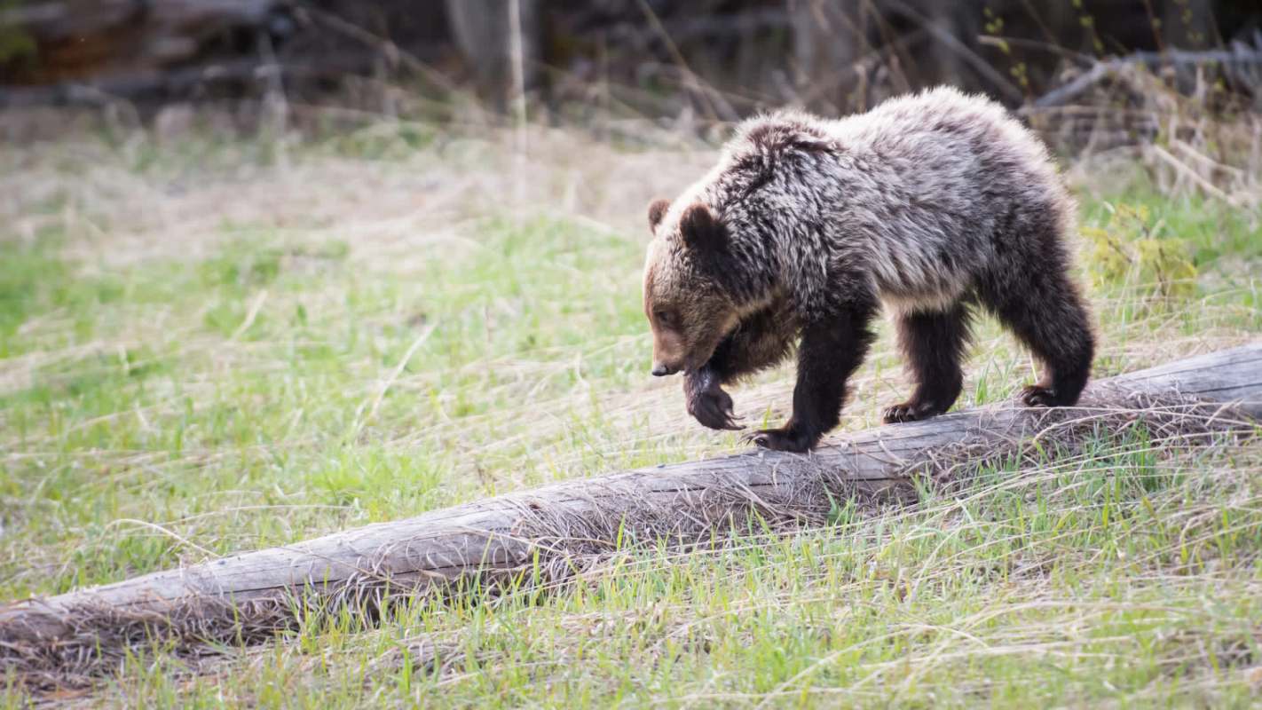 "We love bears, but we also love that we now feel safer."
