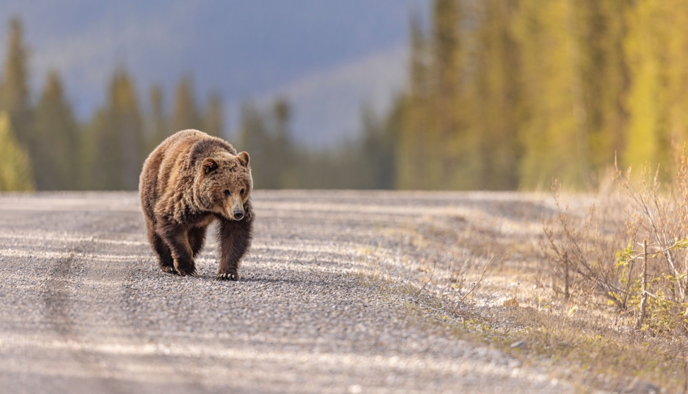 "I can't believe parents are allowing their kids to run after a grizzly bear."