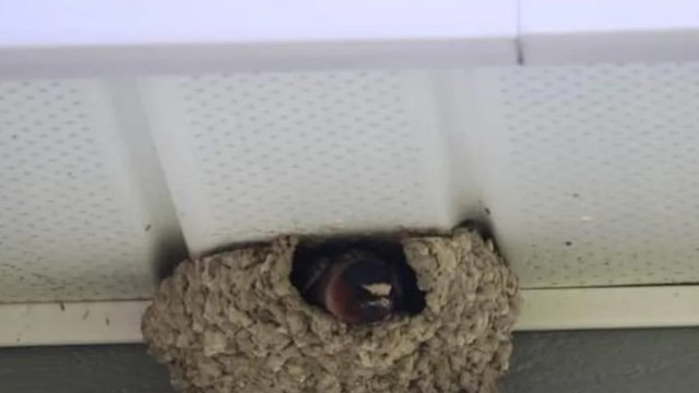 "Please report your neighbors."