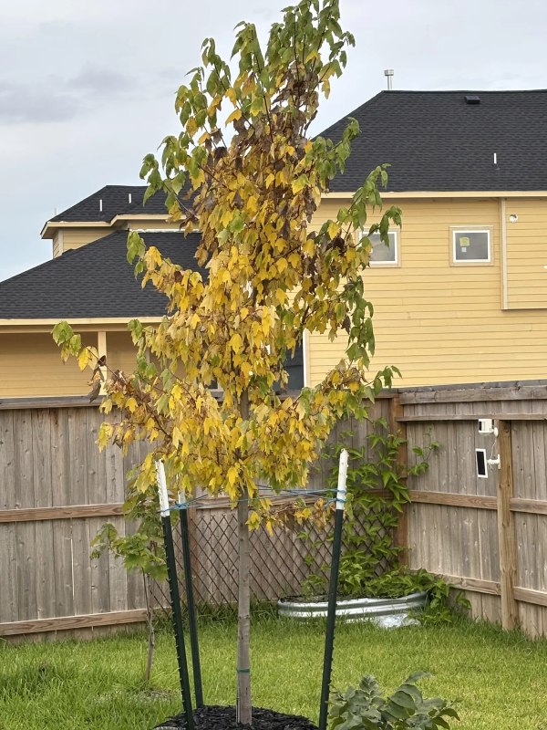 "It likely will not look better until next spring."