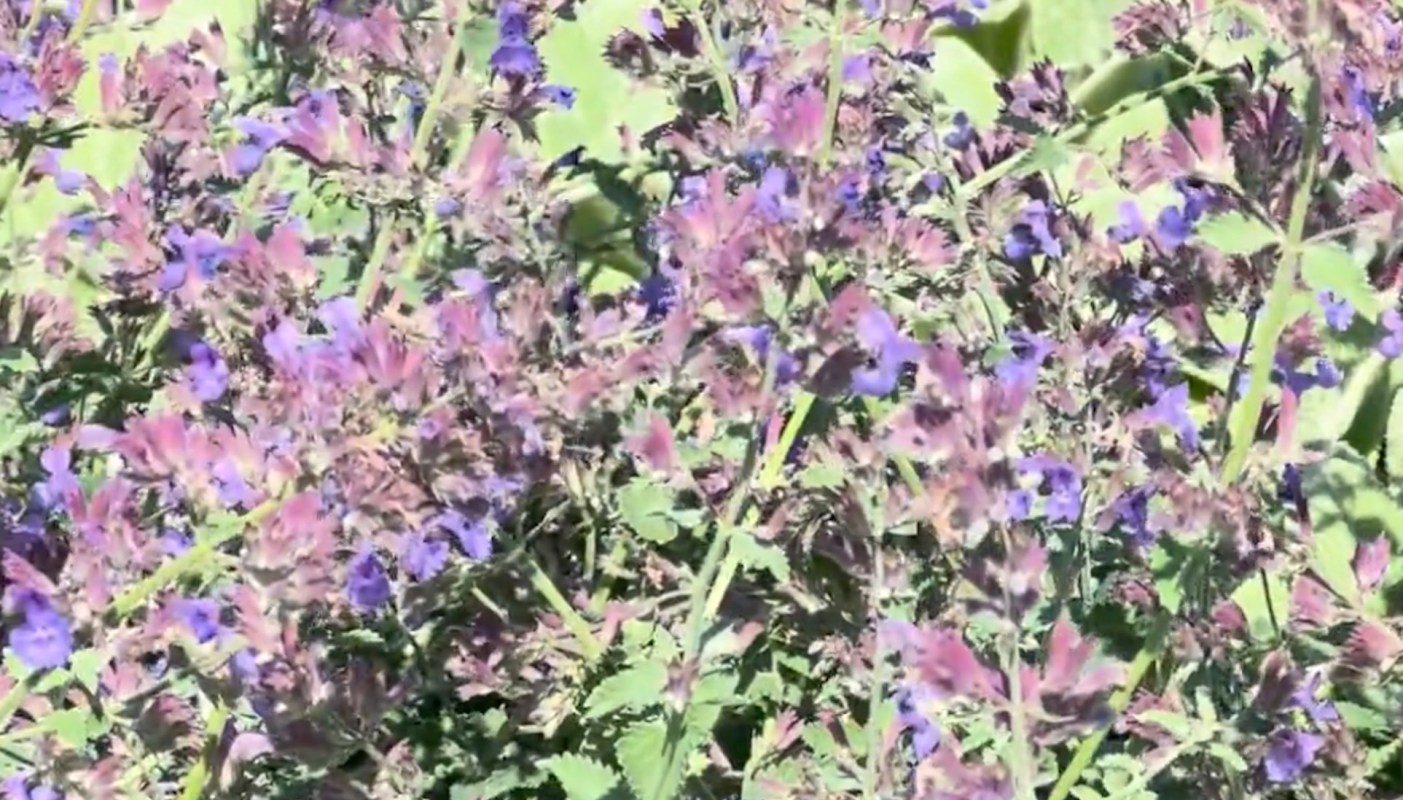 "Nice shot you got!"