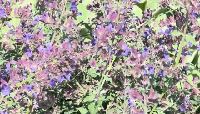 "Nice shot you got!"