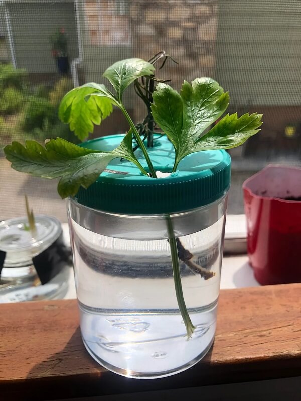 It's an excellent way to eat healthier and save money at the same time.