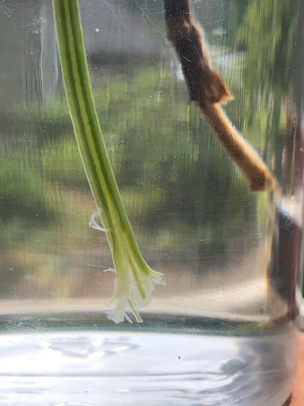 It's an excellent way to eat healthier and save money at the same time.