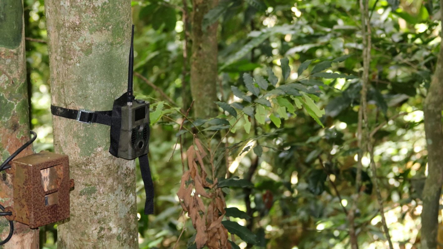 In summer 2024, researchers set up eight trail cameras in the area.