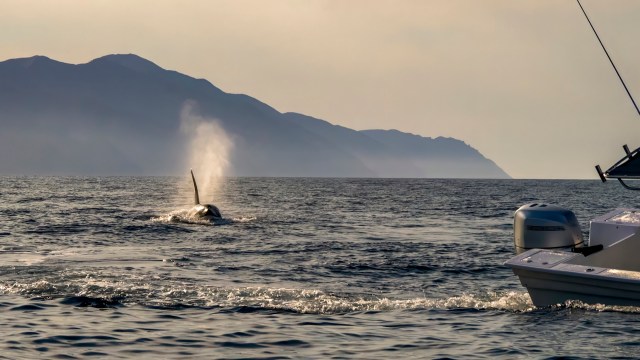 "Orcas fighting harder for common people than our government."
