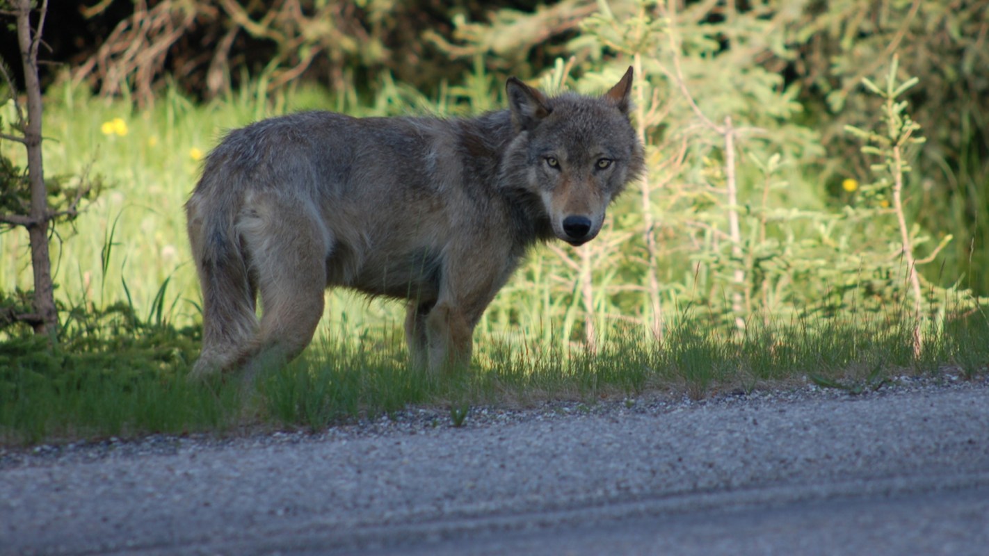 "You get an animal that gets bold, more aggressive, and starts approaching people."
