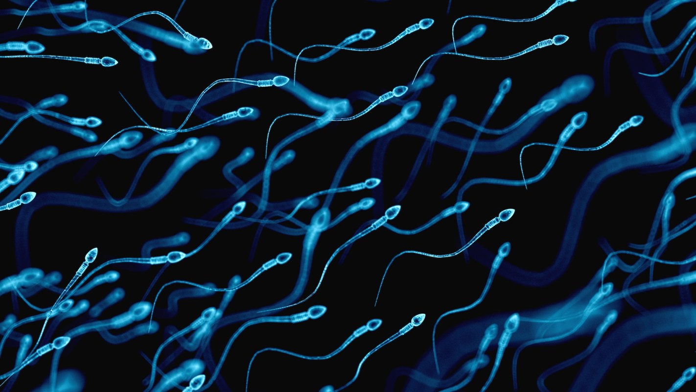 Average sperm counts have fallen "at a rate of about 1% a year for the past 50 years."