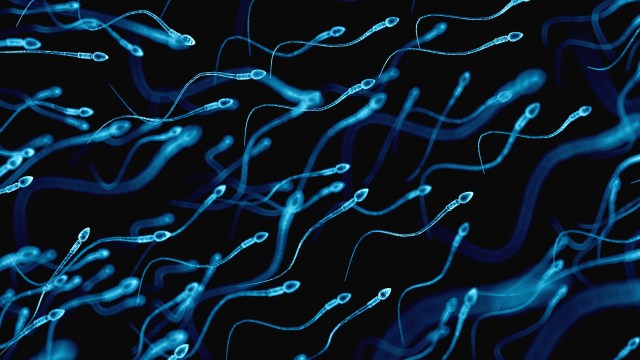 Average sperm counts have fallen "at a rate of about 1% a year for the past 50 years."