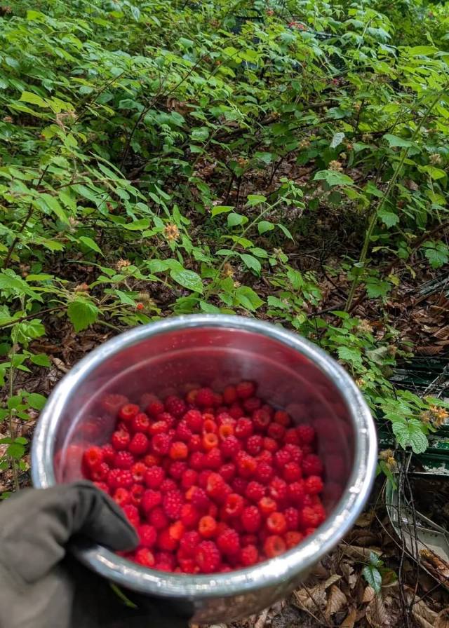 "I was heartbroken to find out how invasive they are!"
