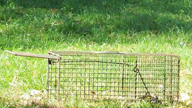 Some locals use it as additional meat for jambalaya.