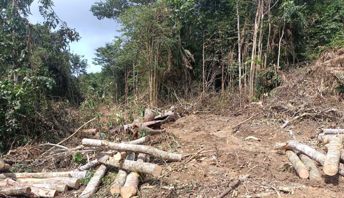 "Every tree in the forest is a national treasure."