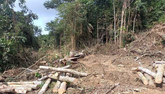 "Every tree in the forest is a national treasure."