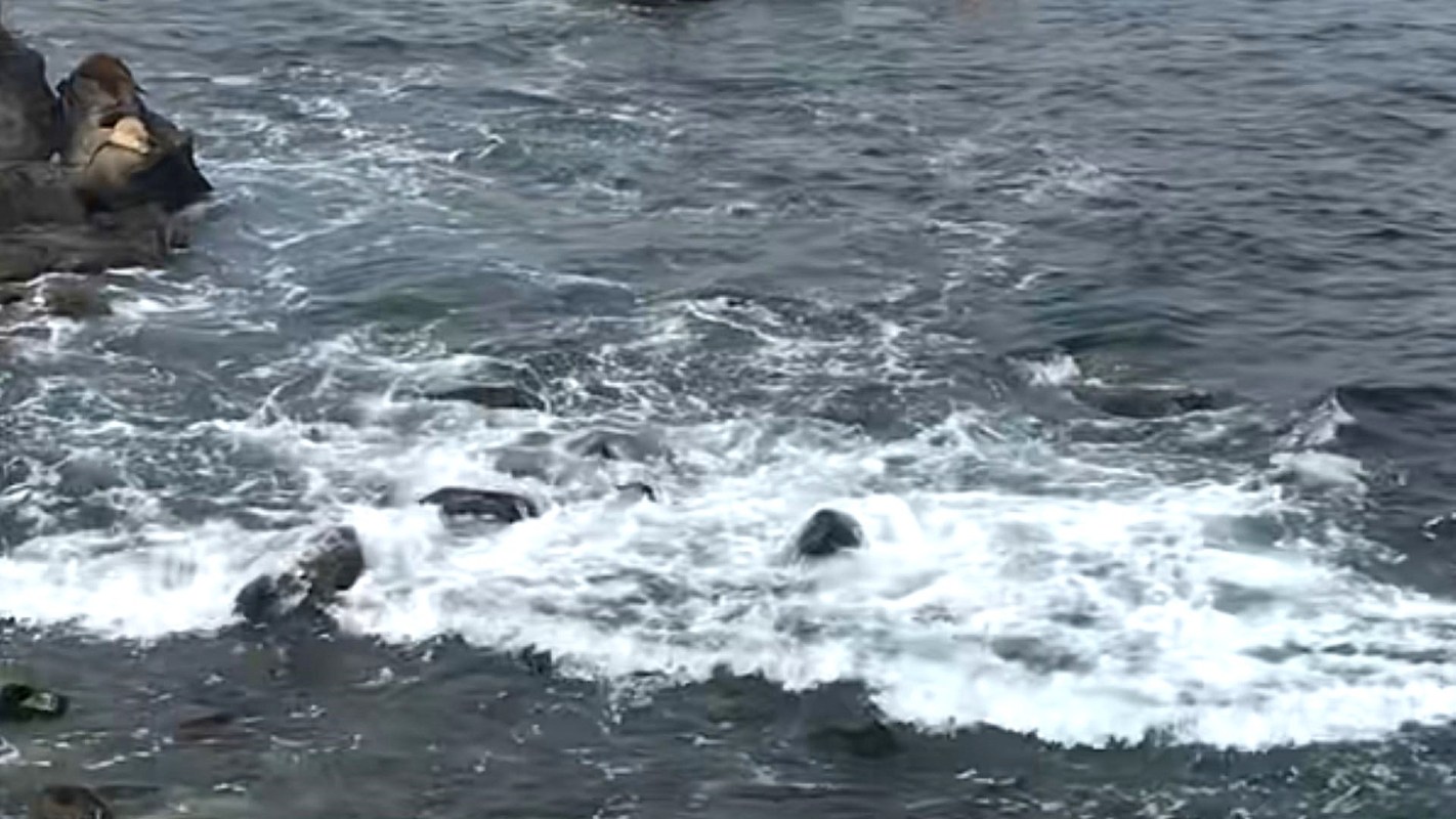 "It's illegal to touch them."