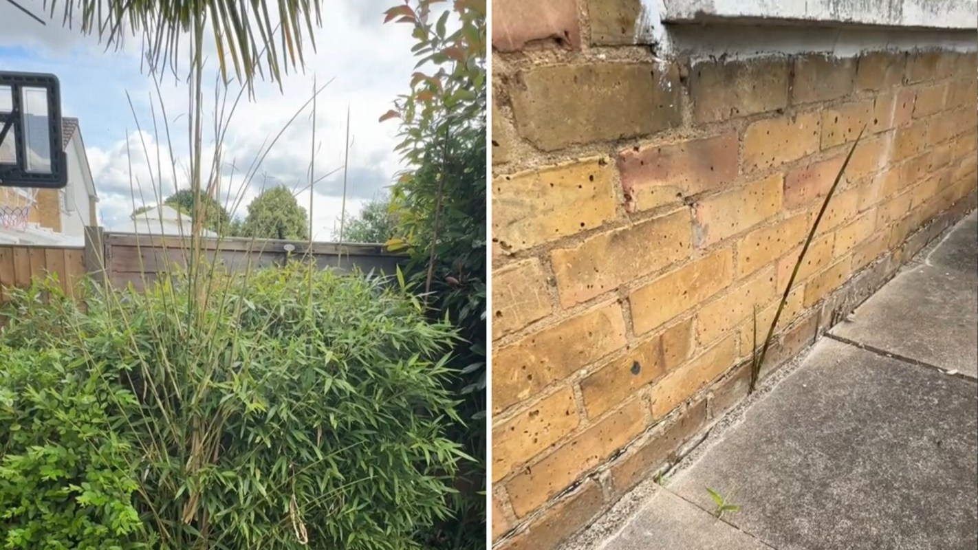 "Regret planting it in my garden."