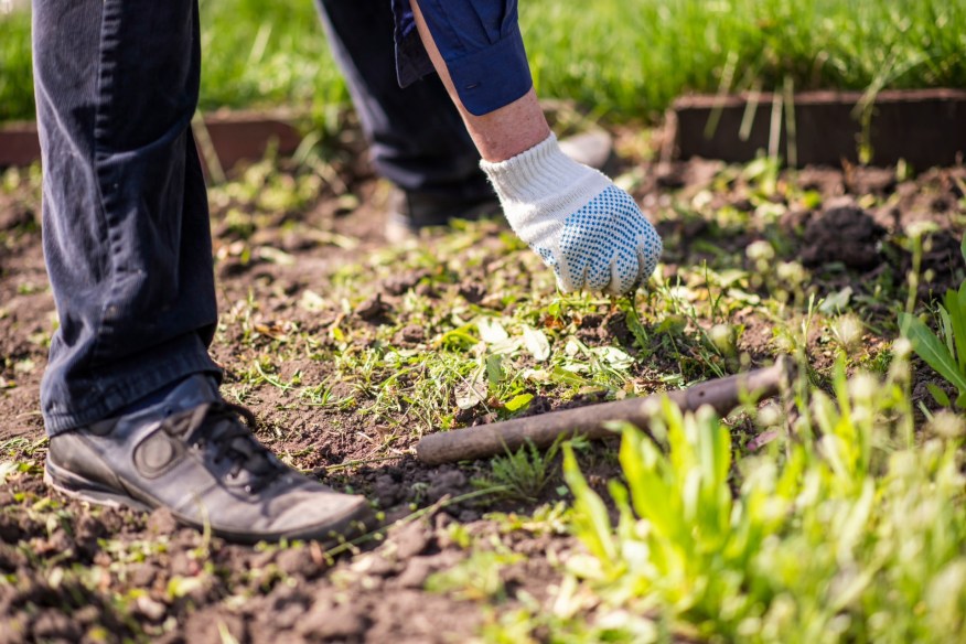 How Much to Weed a Garden: Affordable Tips to Save Big