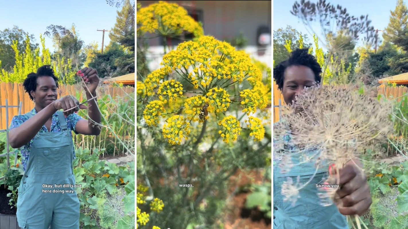"Go and plant some dill in your fall garden."