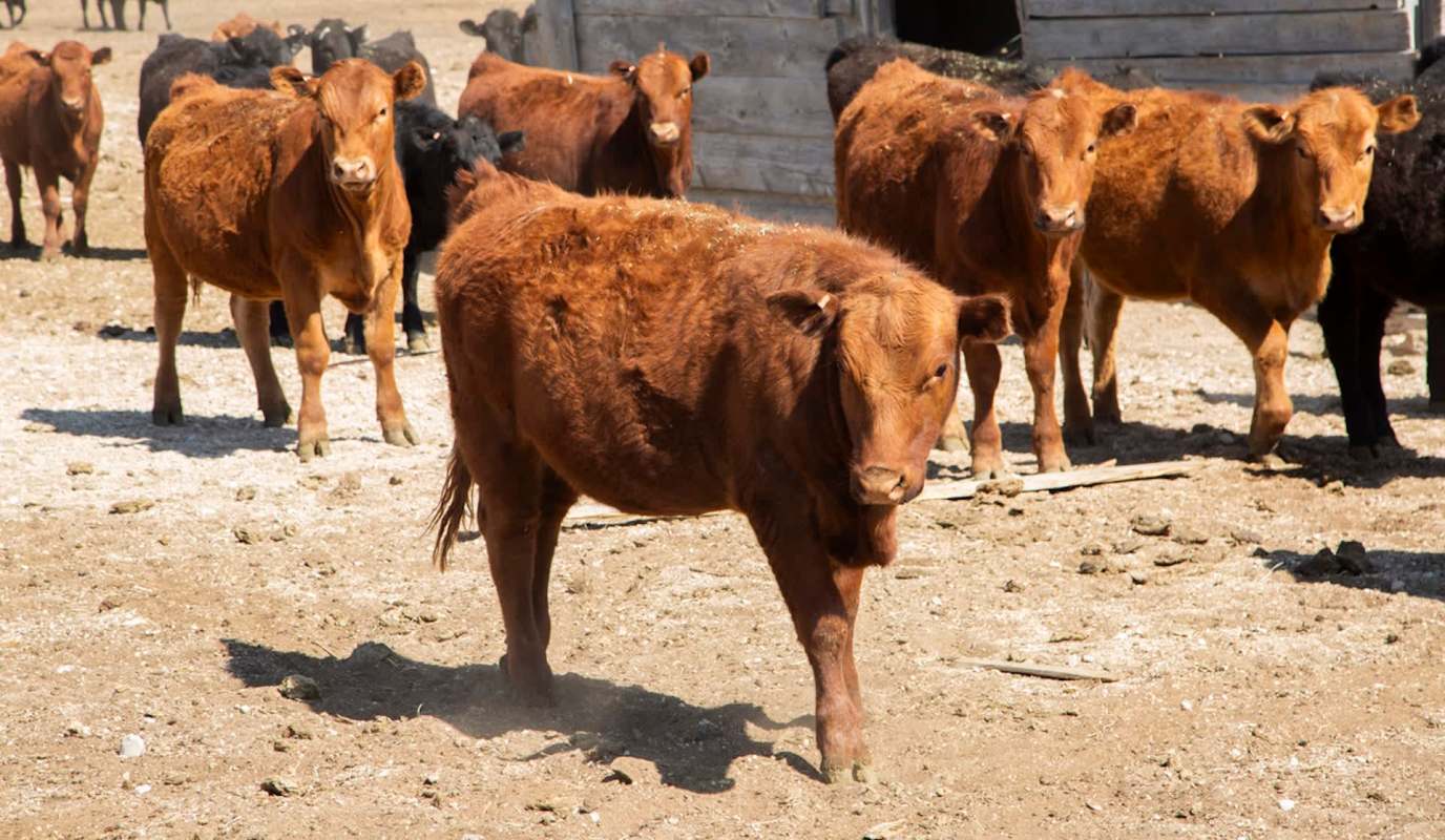 This issue goes beyond higher grocery bills.