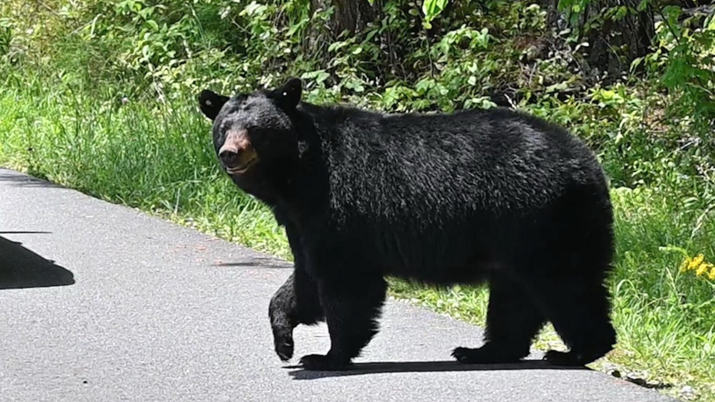 The more that wildlife habitats shrink and human habitations expand, the more encounters with wildlife increase.