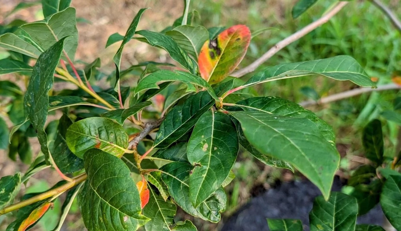 "Hoping some of you seasoned tree whisperers can help us out!"