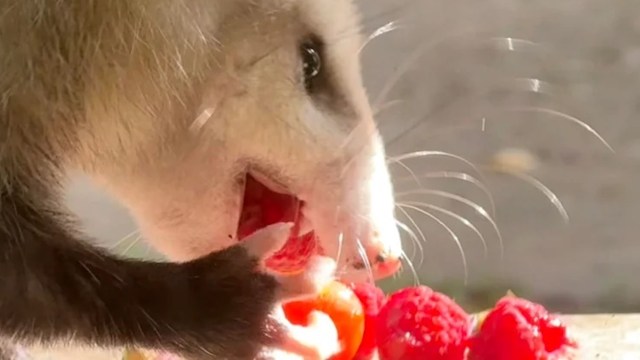 "Welcome these shy, gentle creatures into your space."