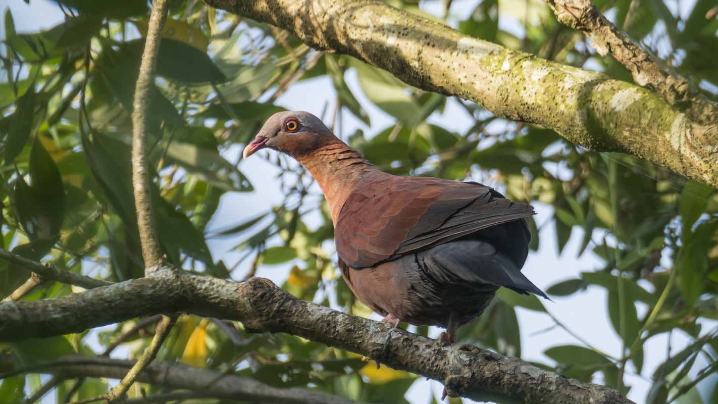 Ornithologists view sightings such as this year's as significant for "understanding the status and distribution of this species."