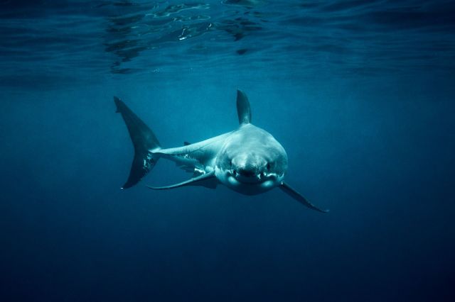 Scientists are tracking shark movements with satellite tags, drones, and other tech.