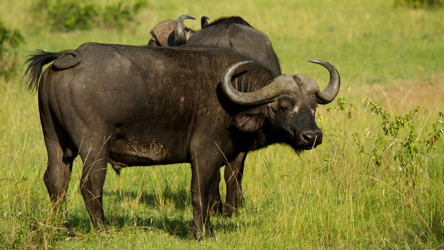 "We really couldn't do this without the support of our fantastic volunteers."