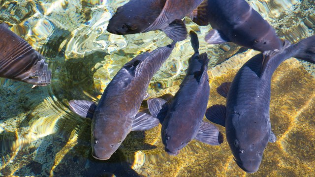 "They'll need to follow the correct procedure to ensure they receive payment for their catch."