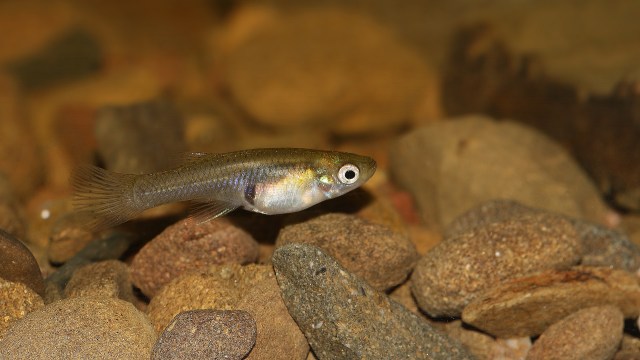 Multiple counties are under a mosquito-borne illness alert.