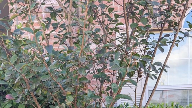 "Tell one of the board members, or the management company, to meet you at your house."