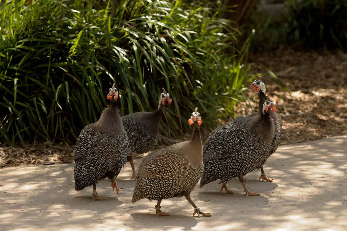 The birds were most active during the morning or late afternoon.