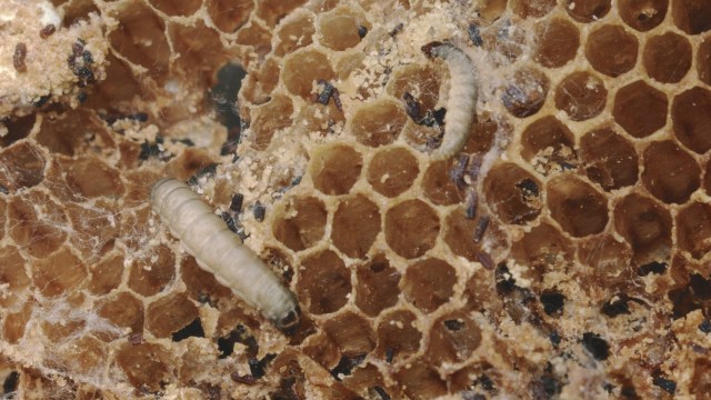 "They do not survive more than a few days."