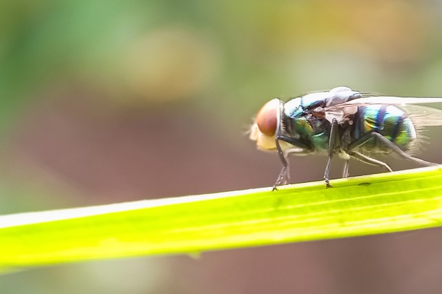 "An infestation can often cause serious, deadly damage or death to the infected animal."