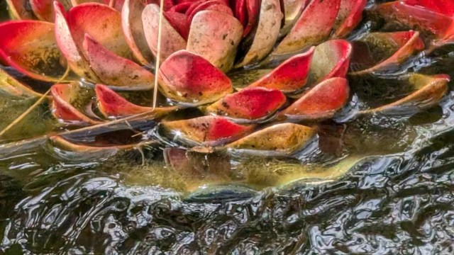 "They are one of the best beneficial little buddies to have in your gardens."