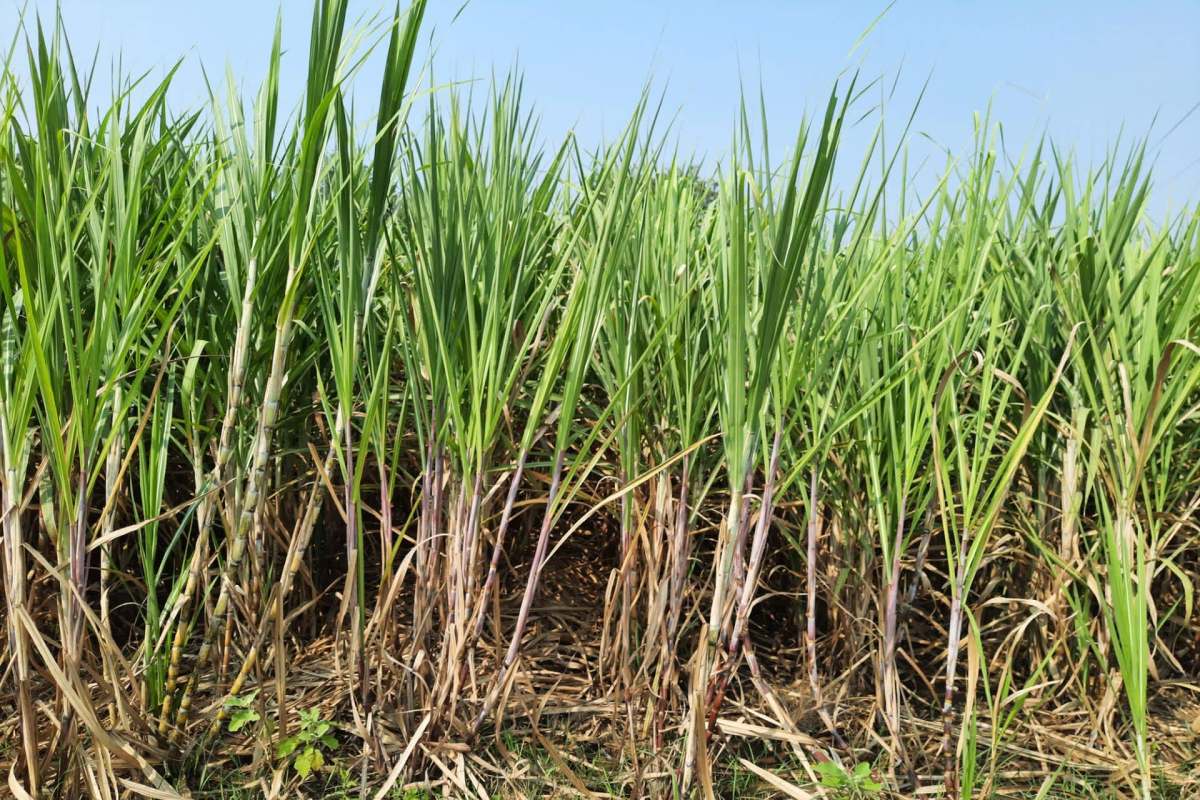 "They were able to shift that balance of power."