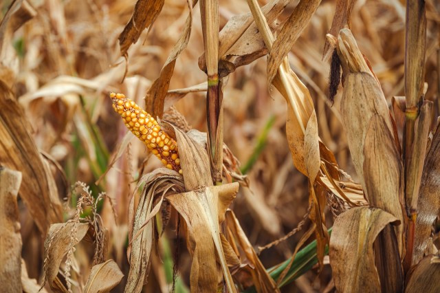 Some farmers are testing new methods.