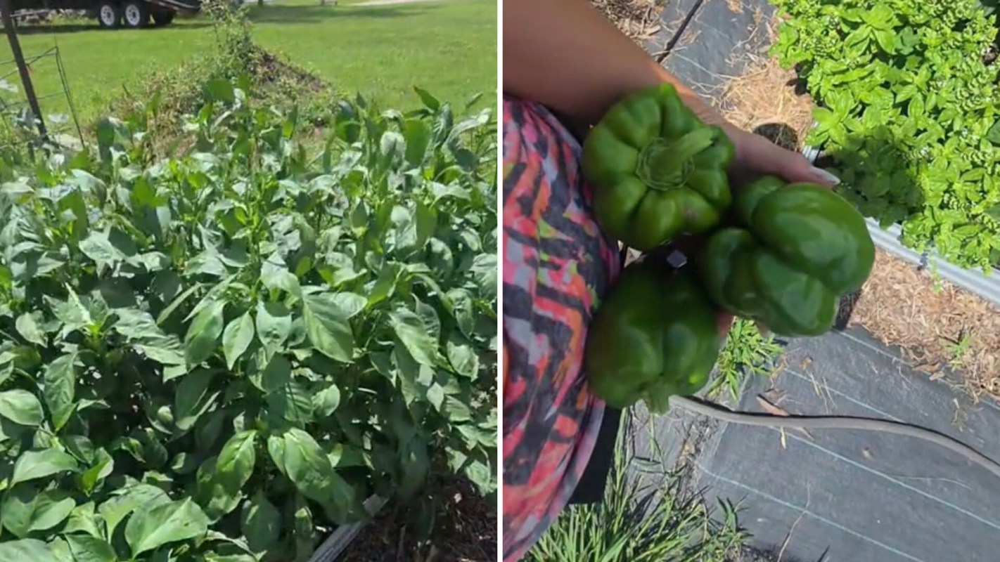 "This has been my best year ever [for] growing peppers."
