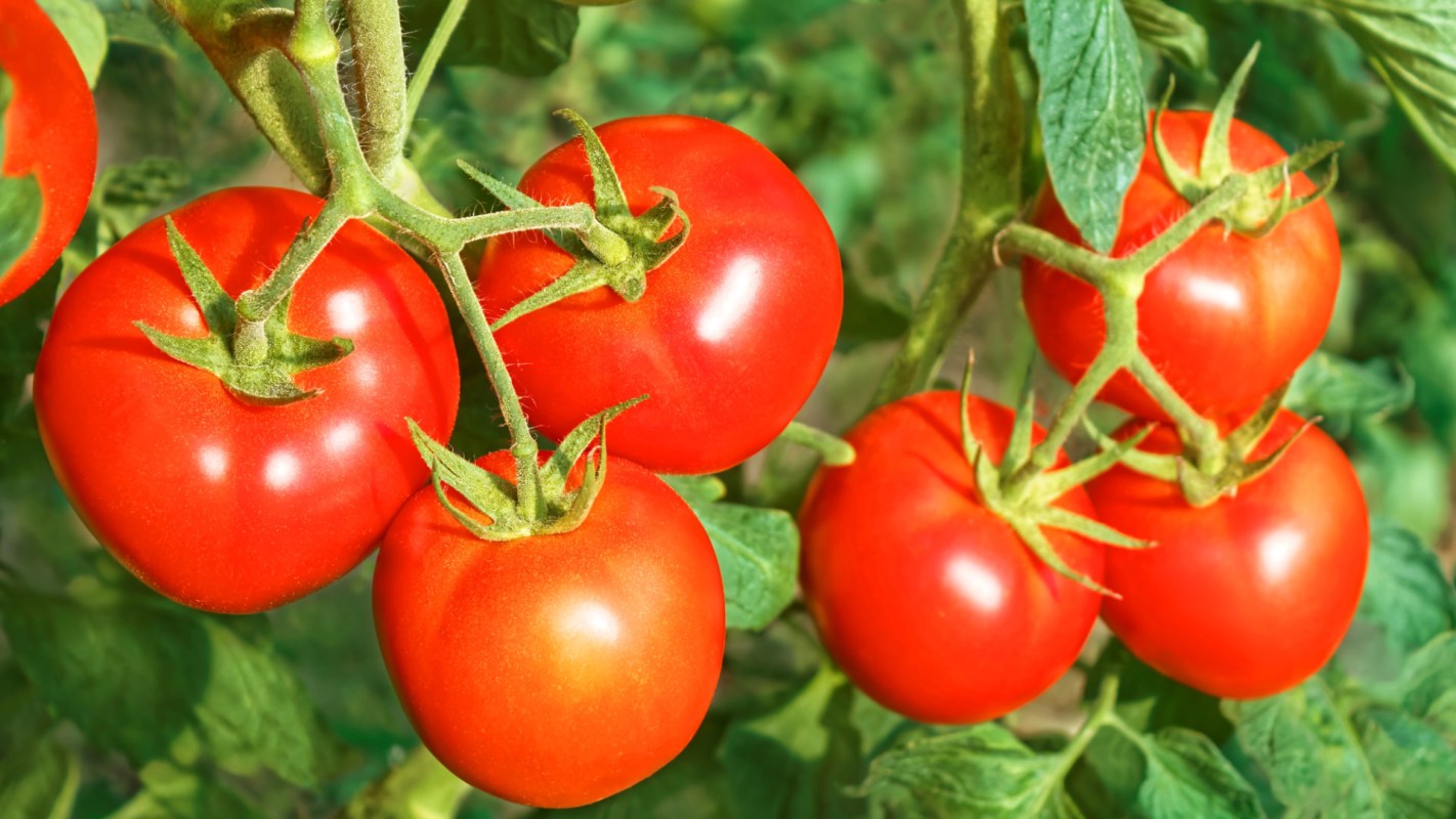 "The fact that we got to grow tomatoes in the first year was way ahead of what the project was originally drawn up to do."