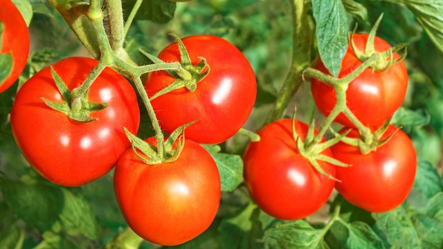 "The fact that we got to grow tomatoes in the first year was way ahead of what the project was originally drawn up to do."