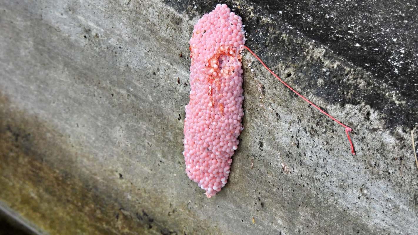 If you see them, you can either call the state's invasive species hotline or use its online tools to report sightings.