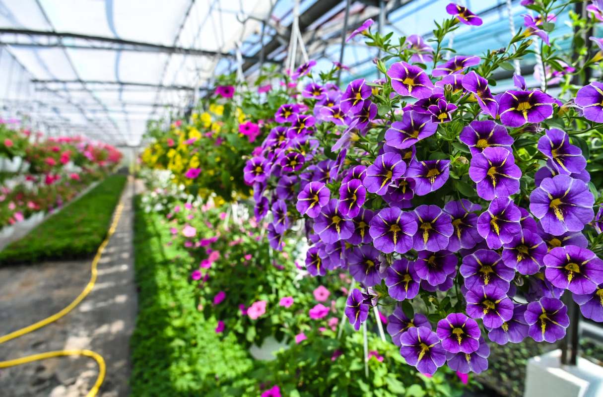 "We don't need to be planting invasive species."